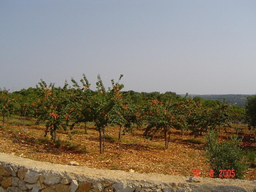 Agritria Di Umberto Anglisani Villa Ostuni Dış mekan fotoğraf